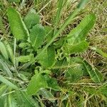 Hypochaeris radicata Blatt