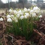 Leucojum vernumFiore