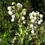 Gaultheria mucronata Outro