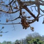 Fraxinus excelsiorLeaf