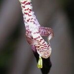 Gongora quinquenervis फूल