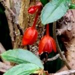 Begonia fuchsioides ফুল