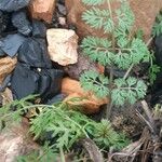 Caucalis platycarpos Likasa