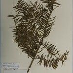 Taxus wallichiana