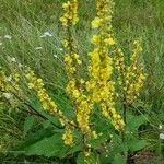 Verbascum nigrumBlüte