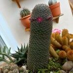 Mammillaria matudae Ліст