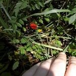 Rubus argutus Hábitos