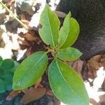 Laurus novocanariensis Лист