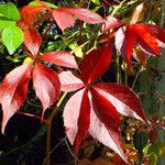 Parthenocissus inserta Листок