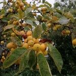 Malus sylvestris Плод