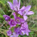 Gentianella germanica Blomst