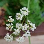 Sium sisarum Flor