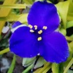 Tradescantia × andersoniana Flower