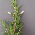 Gratiola officinalisЛист