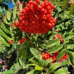 Sorbus aucupariaFruto