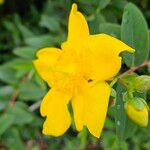 Hypericum patulum फूल