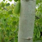 Populus tremuloides Bark