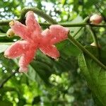 Siparuna thecaphora Fruit