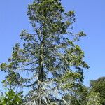 Austrocedrus chilensis Other