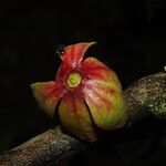 Isolona hexaloba Flower