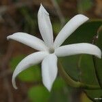 Jasminum artense Квітка