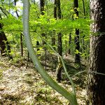 Sorbus aucuparia Corteza