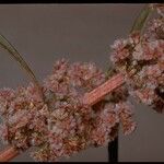 Amaranthus fimbriatus Flower