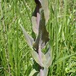 Turritis glabra Hoja