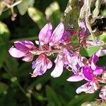 Desmodium canadense Blüte