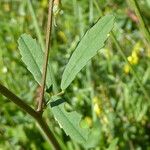 Melilotus altissimus Leaf