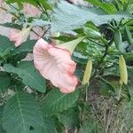 Brugmansia versicolor Blomst