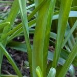 Narcissus cyclamineus Yaprak
