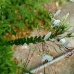 Cleome gynandraFlower