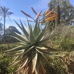 Aloe excelsa Цветок