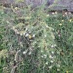 Lippia micromera Хабит