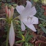 Crinum latifolium