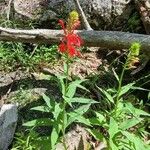 Lobelia cardinalis Λουλούδι