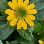 Sanvitalia procumbens Fula