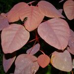 Euphorbia cotinifolia Leaf