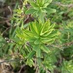 Daphne gnidium Leaf