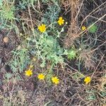 Emilia discifolia 花