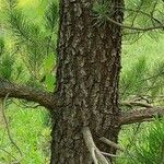 Pinus contorta Casca