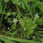 Stellaria alsine Blomma