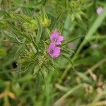 Geranium dissectum 花