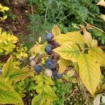 Vaccinium corymbosum Fruit