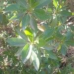 Myoporum laetum Leaf