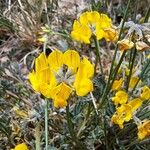 Hippocrepis scorpioides Blomst