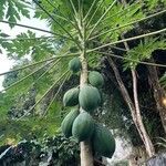 Carica papaya Плод