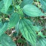 Boehmeria cylindrica Листок