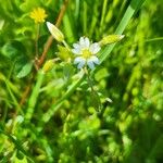 Cerastium fontanumFlower